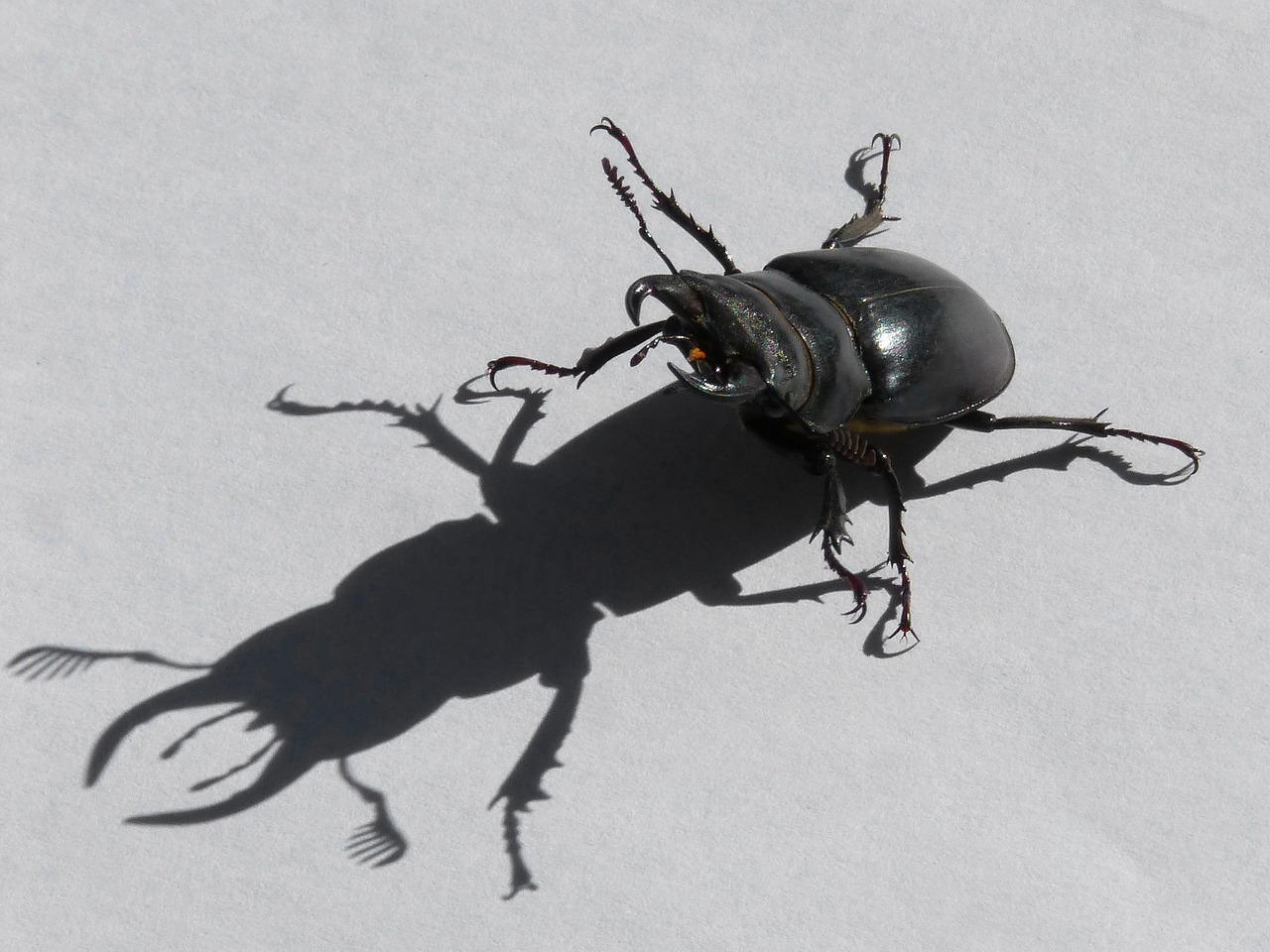 beetle lucanus cervus stag-beetle free photo