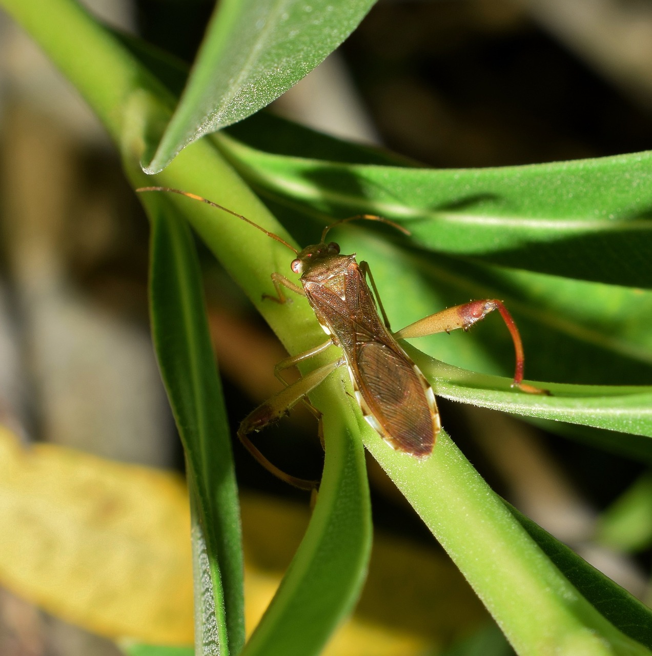 beetle bug leaf footed bug free photo