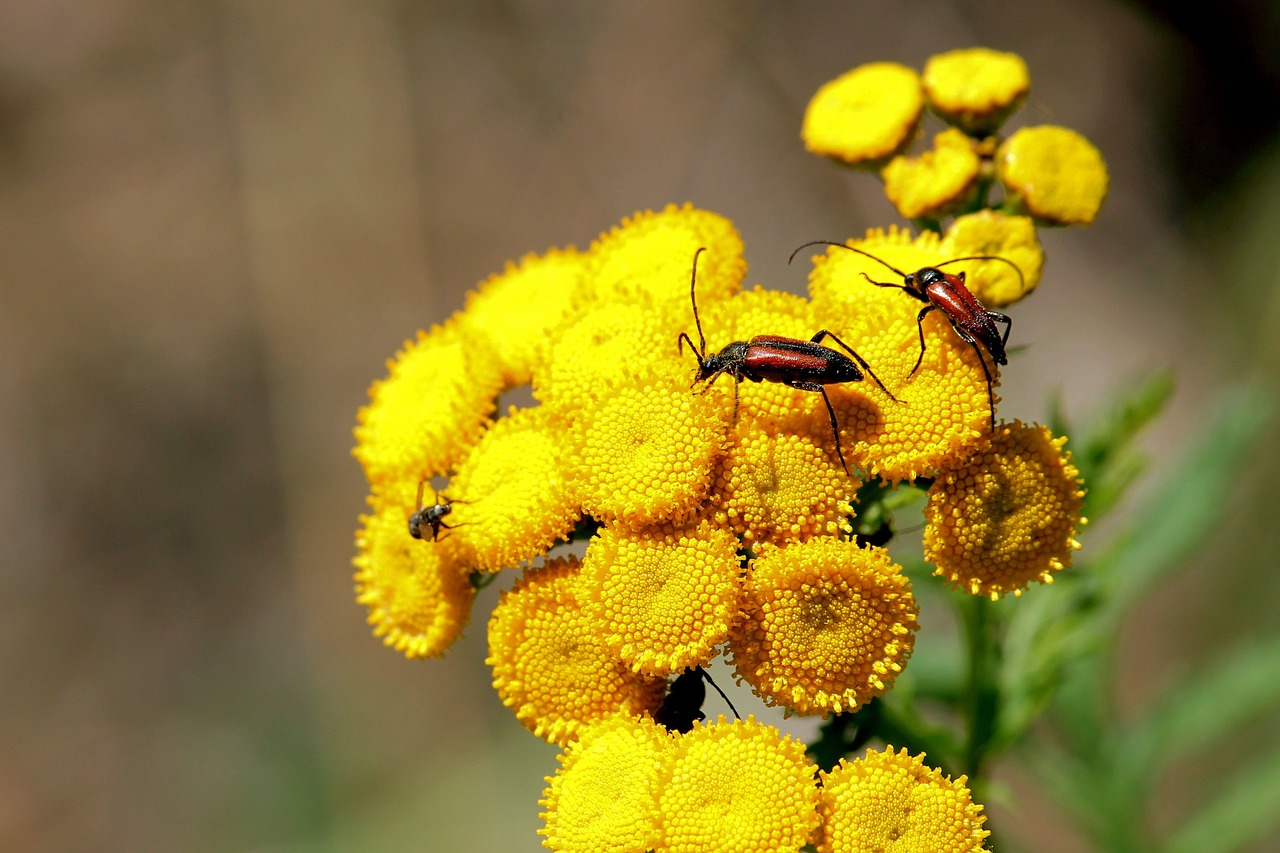 blossoms bock tansy beetle free photo