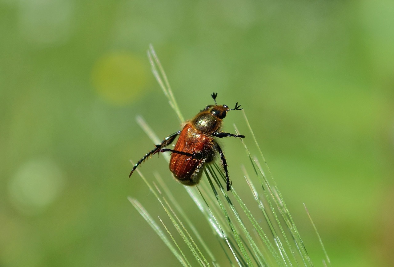 beetle grass beetle perched on grass free photo