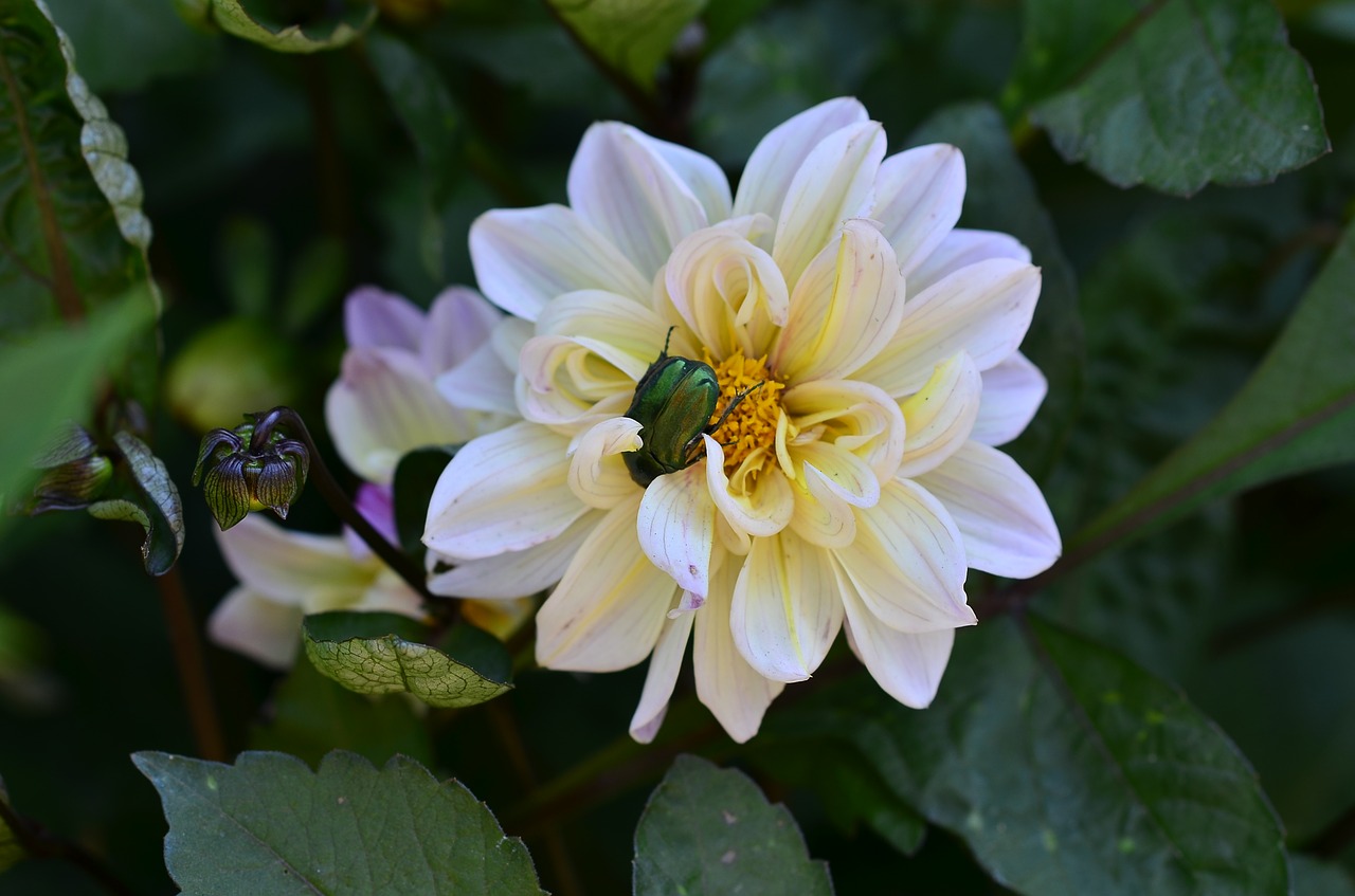 beetle flower macro free photo