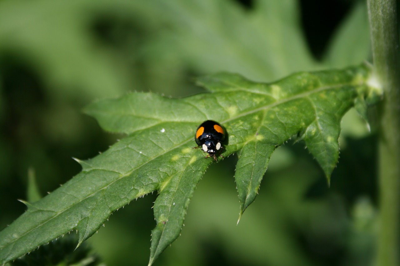 beetle garden insect free photo