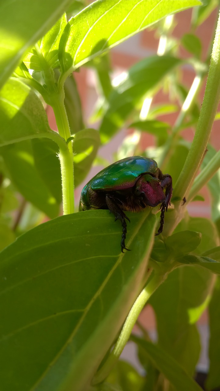 beetle nature green free photo