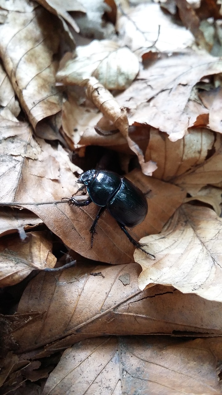 beetle black insects free photo