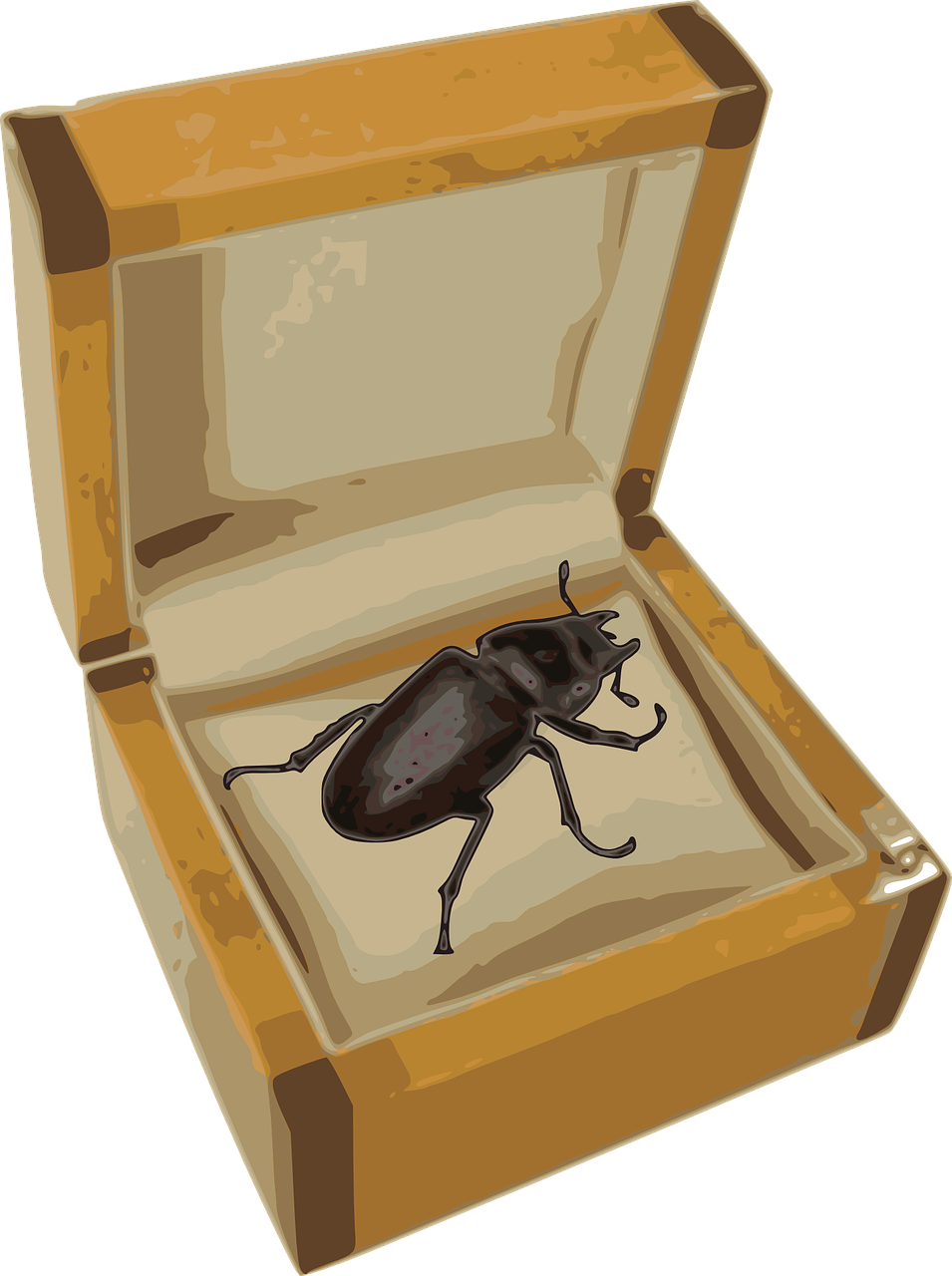 beetle box insect free photo