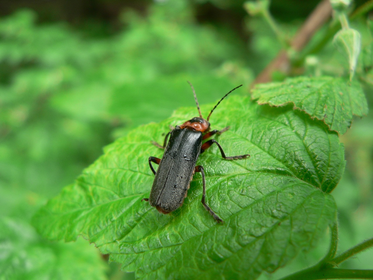 beetle insect macro free photo