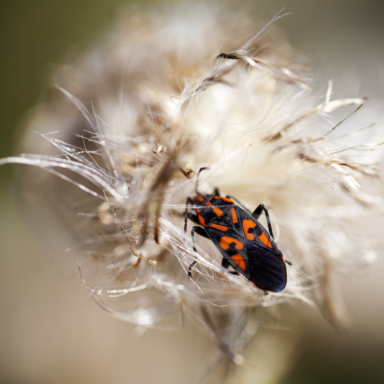 beetle dry thistle detail free photo