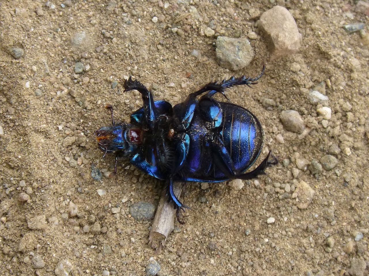 beetle belly up iridescent free photo