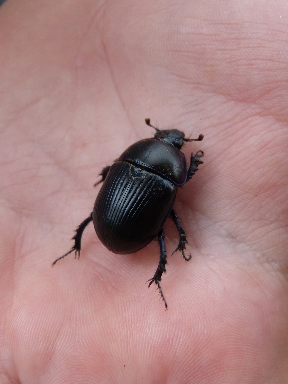 beetle hand texture free photo