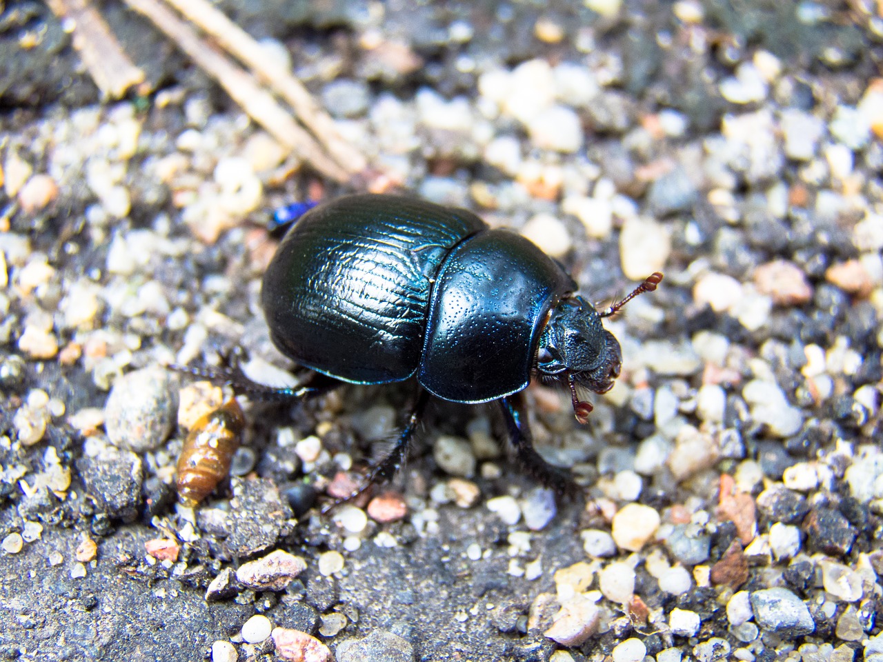 beetle insect nature free photo