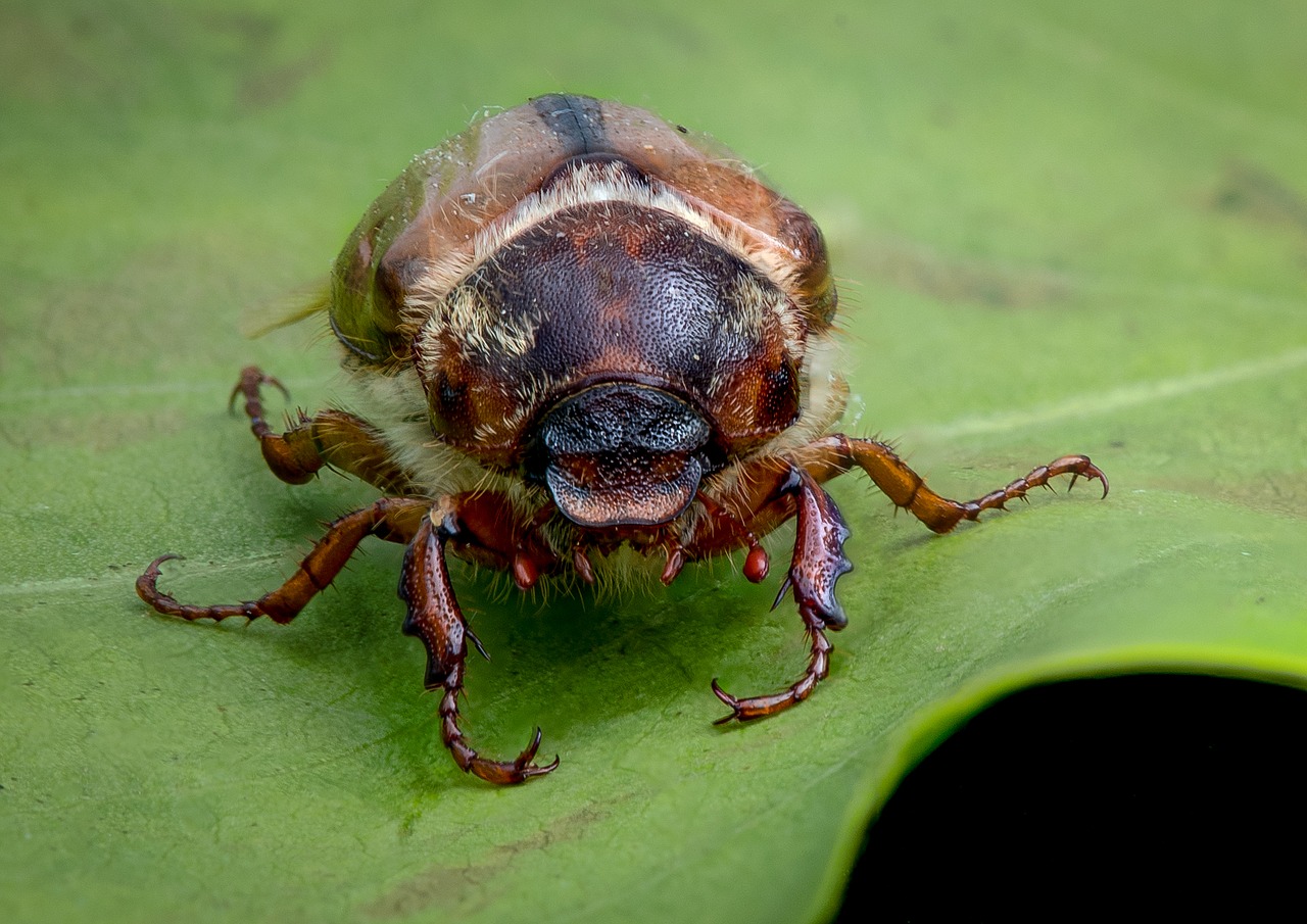 beetle the insect macro free photo