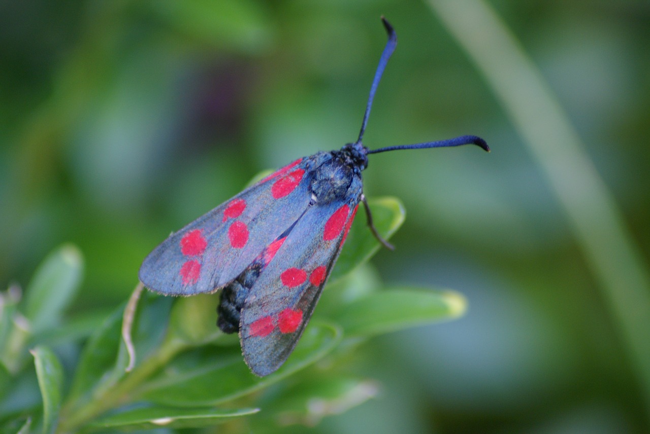 beetle nature close free photo