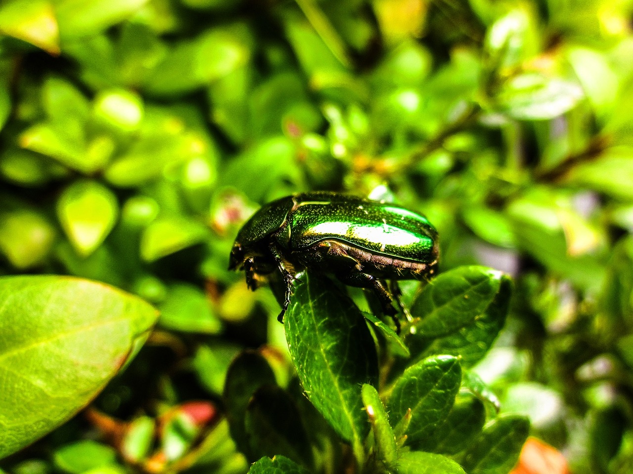 germany beetle green free photo