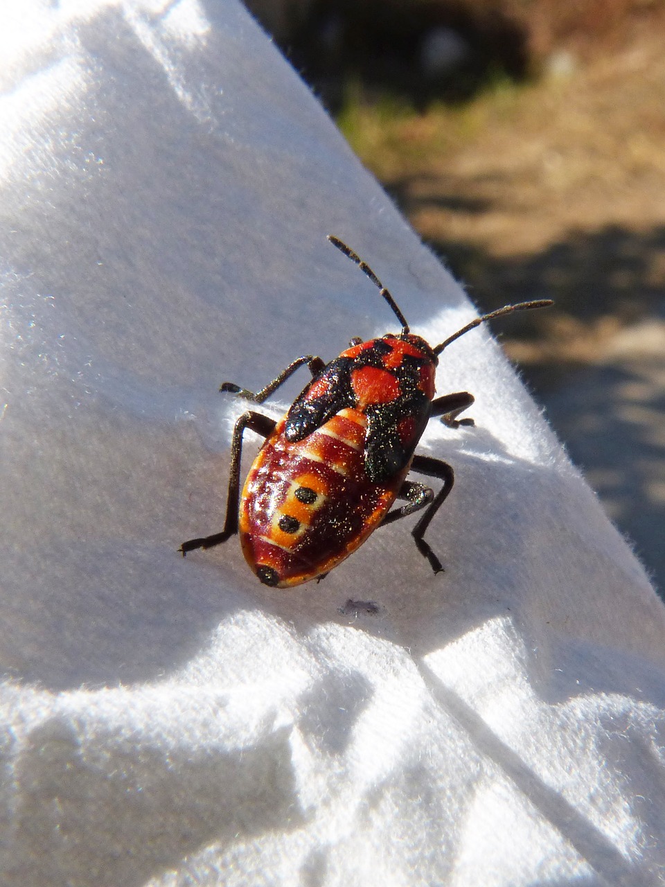 beetle coleoptera orange free photo