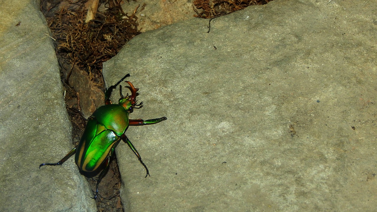 beetle insect nature free photo