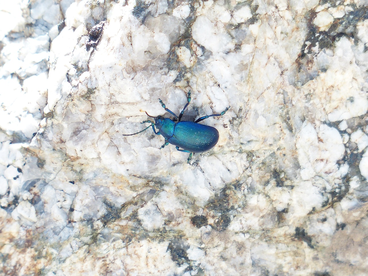 beetle blue glazed includes free photo
