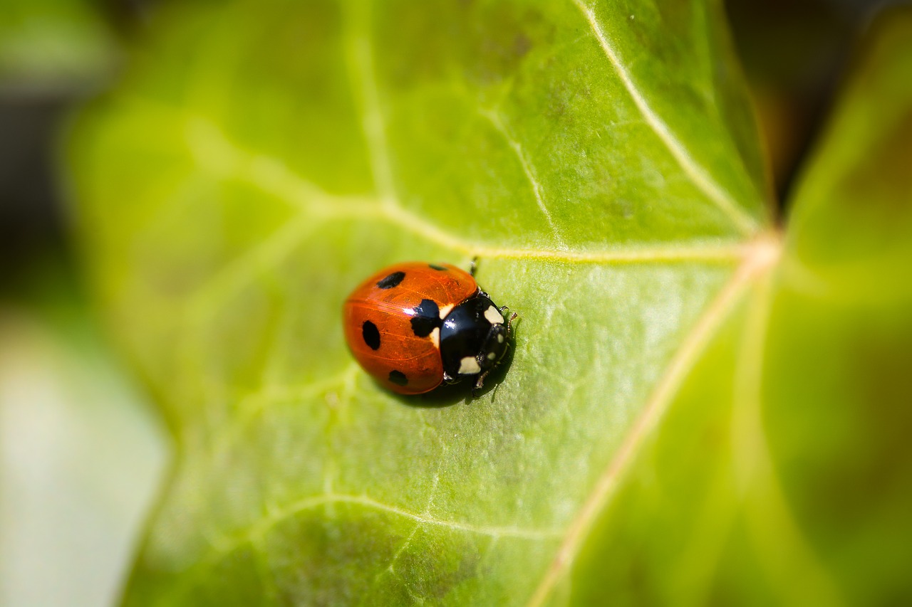 beetle insect ladybird free photo