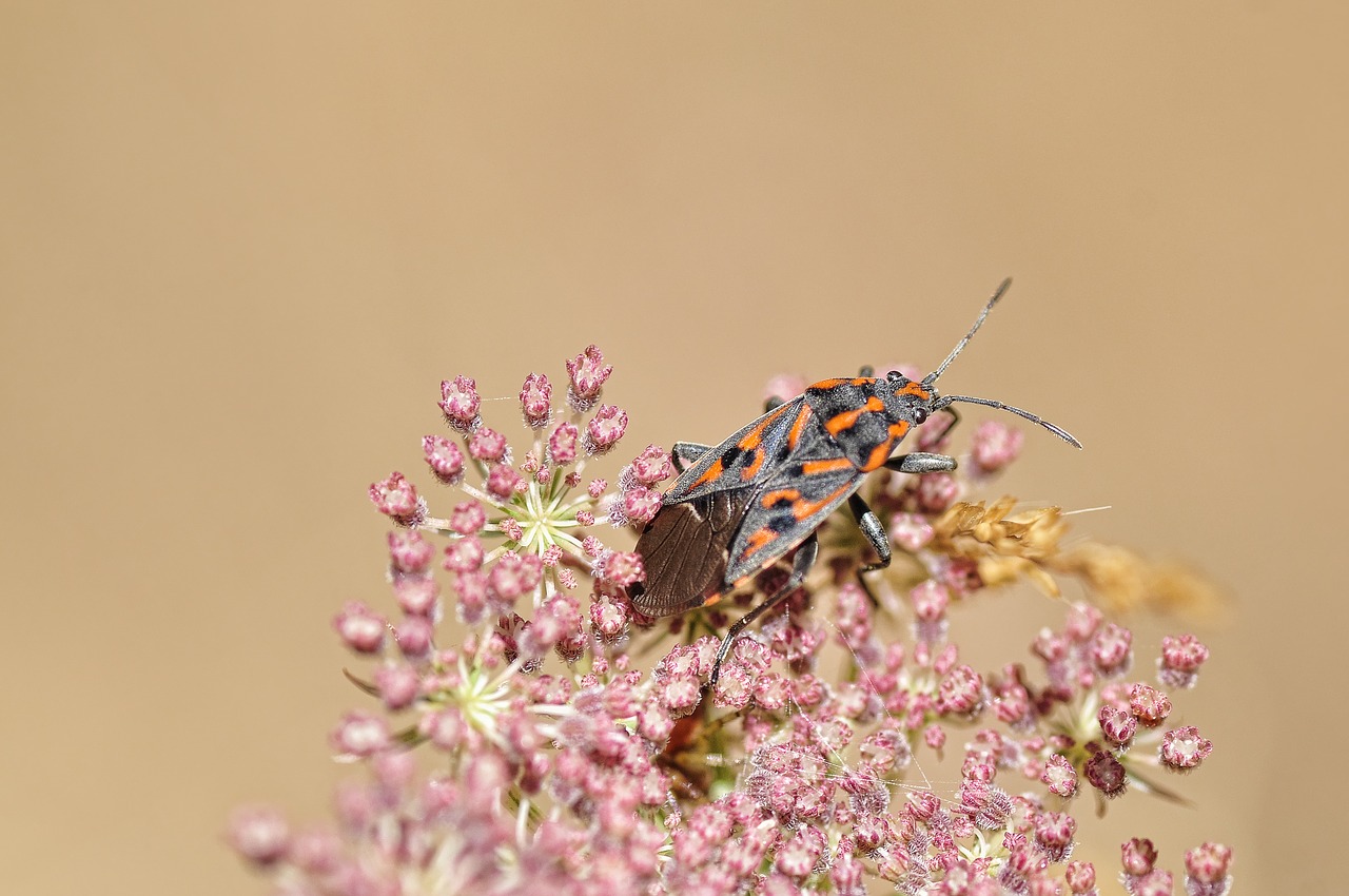 beetle bloom blossom free photo