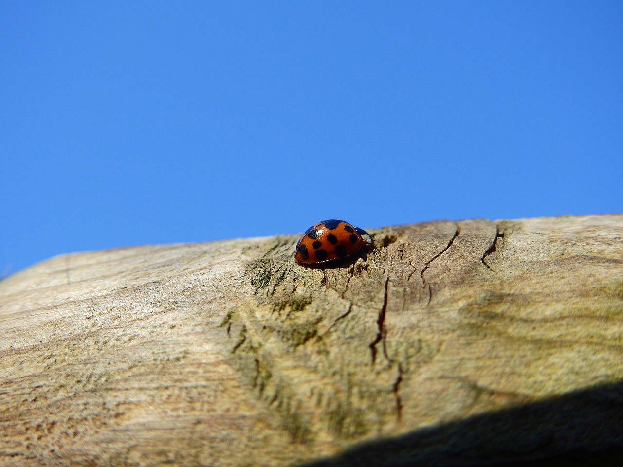 beetle ladybug wood free photo