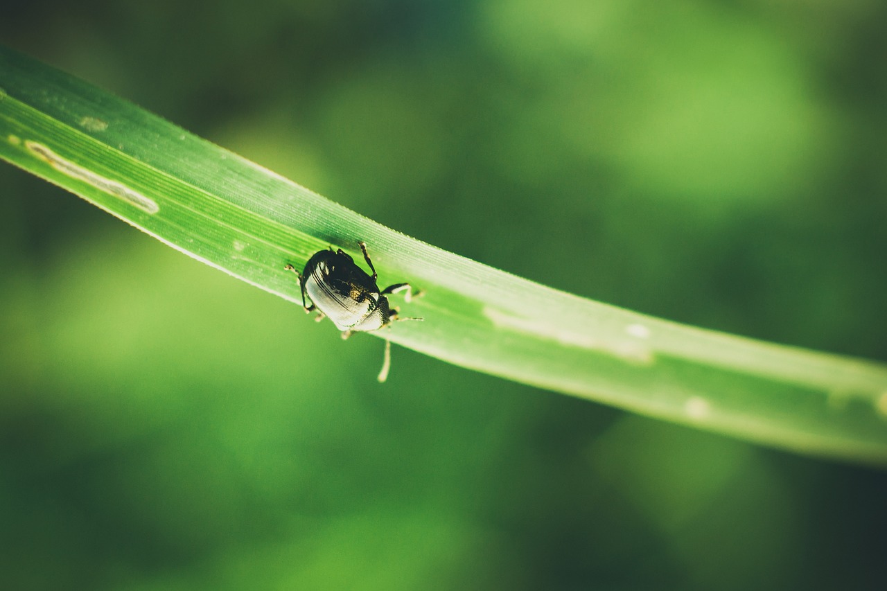 beetle blade of grass blur free photo