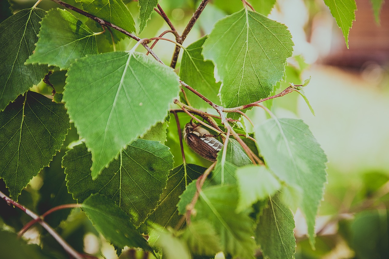 beetle leaves birch free photo