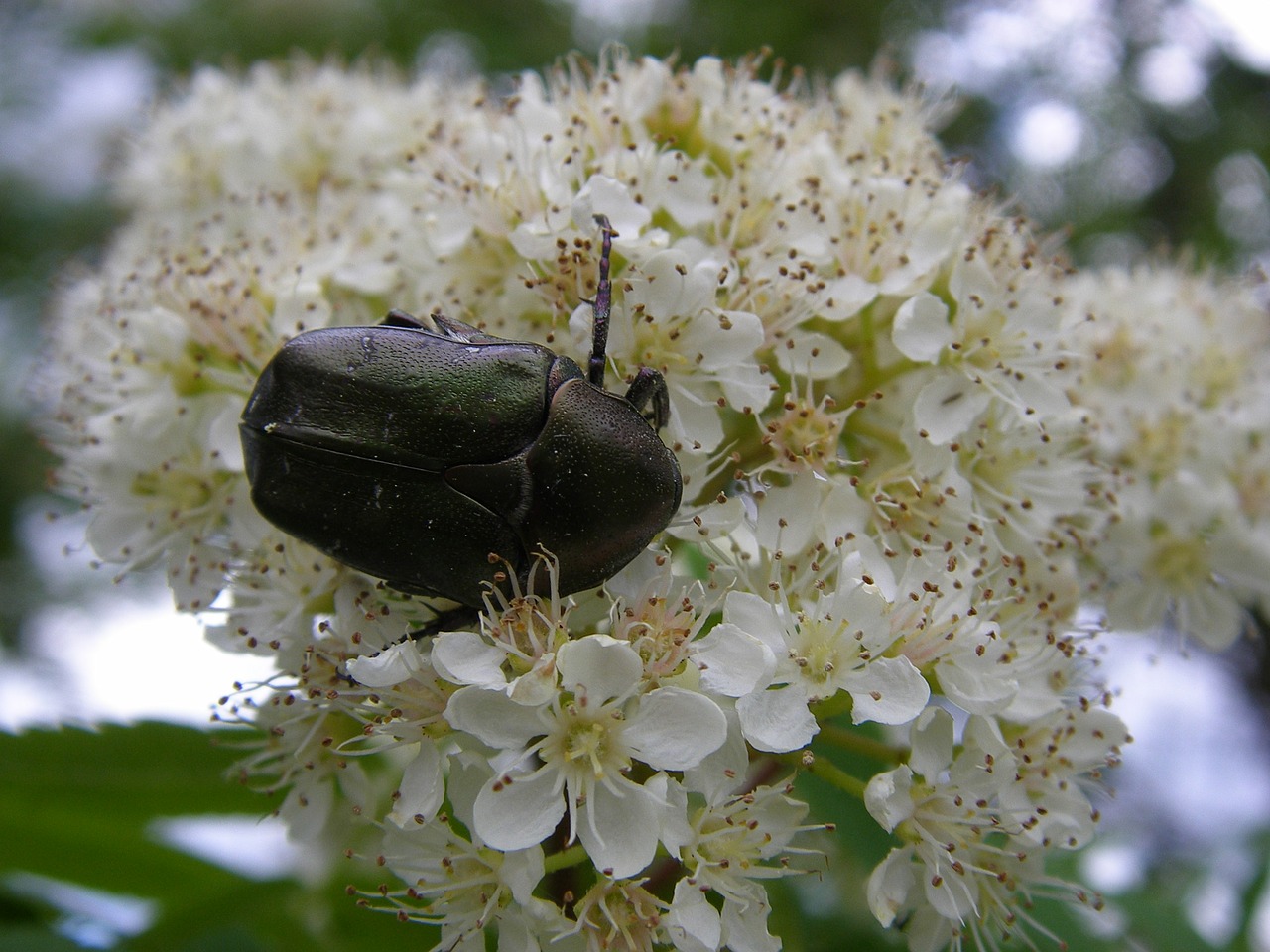 beetle white blossom sittiäinen free photo