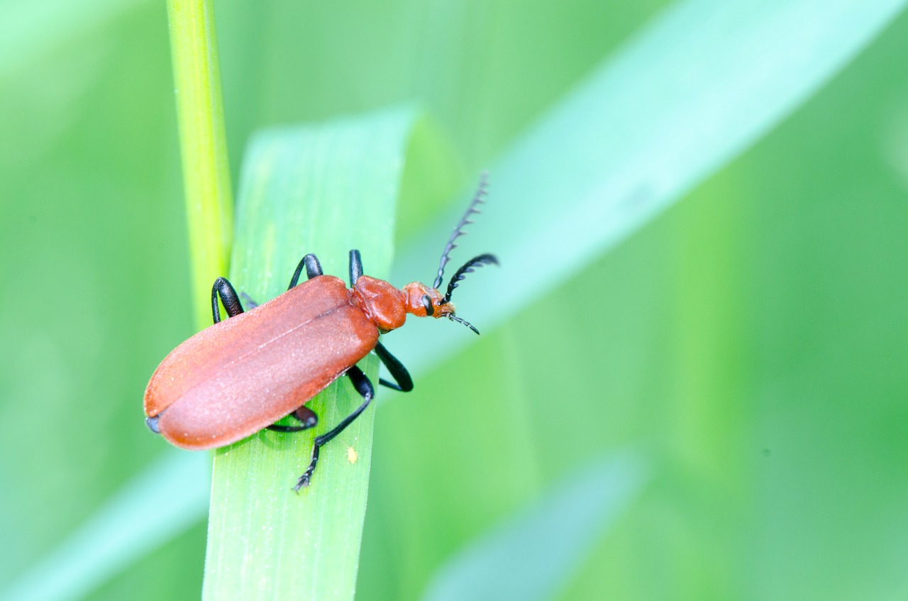 beetle soldier beetle insect free photo