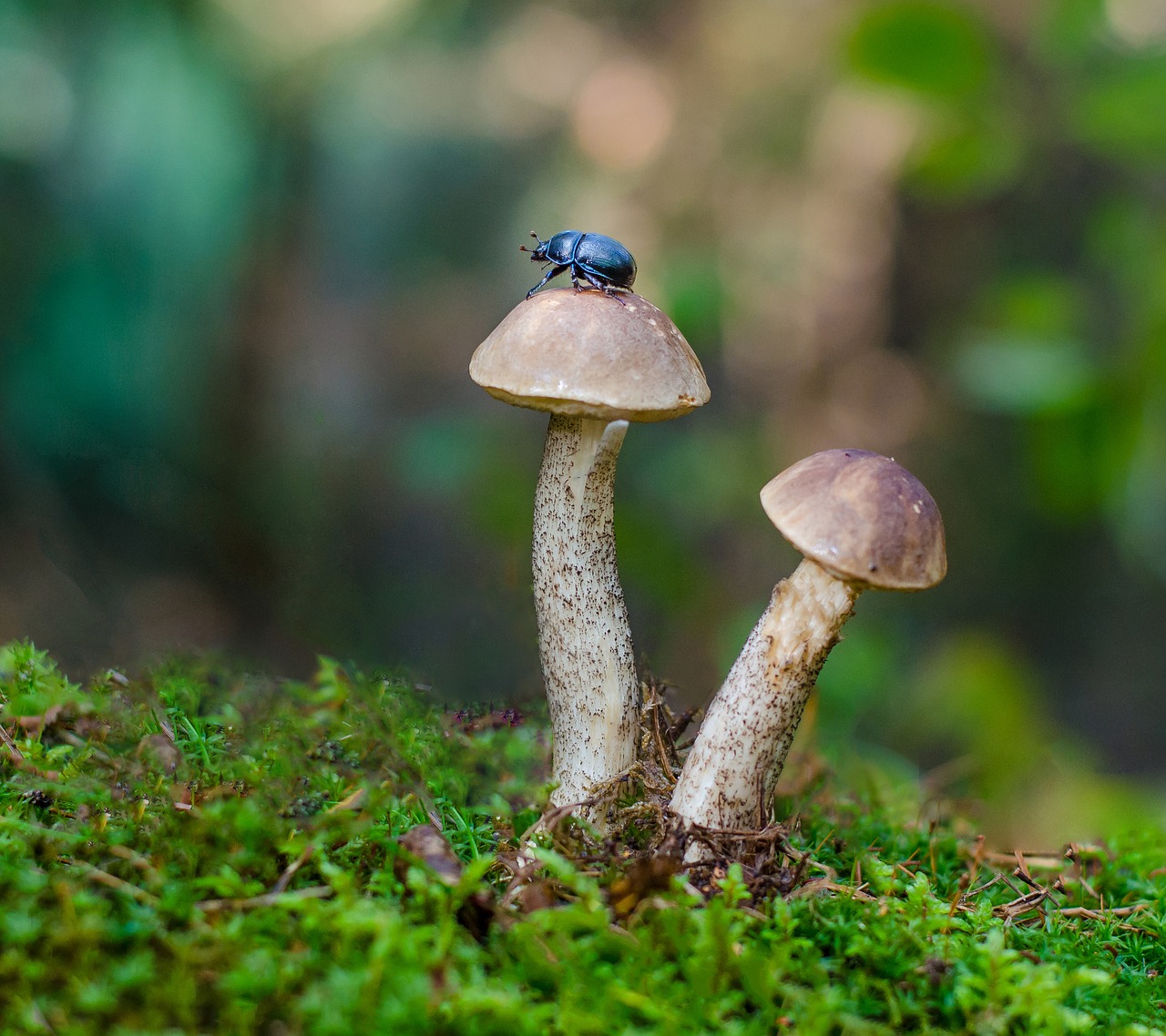 beetle mushrooms nature free photo