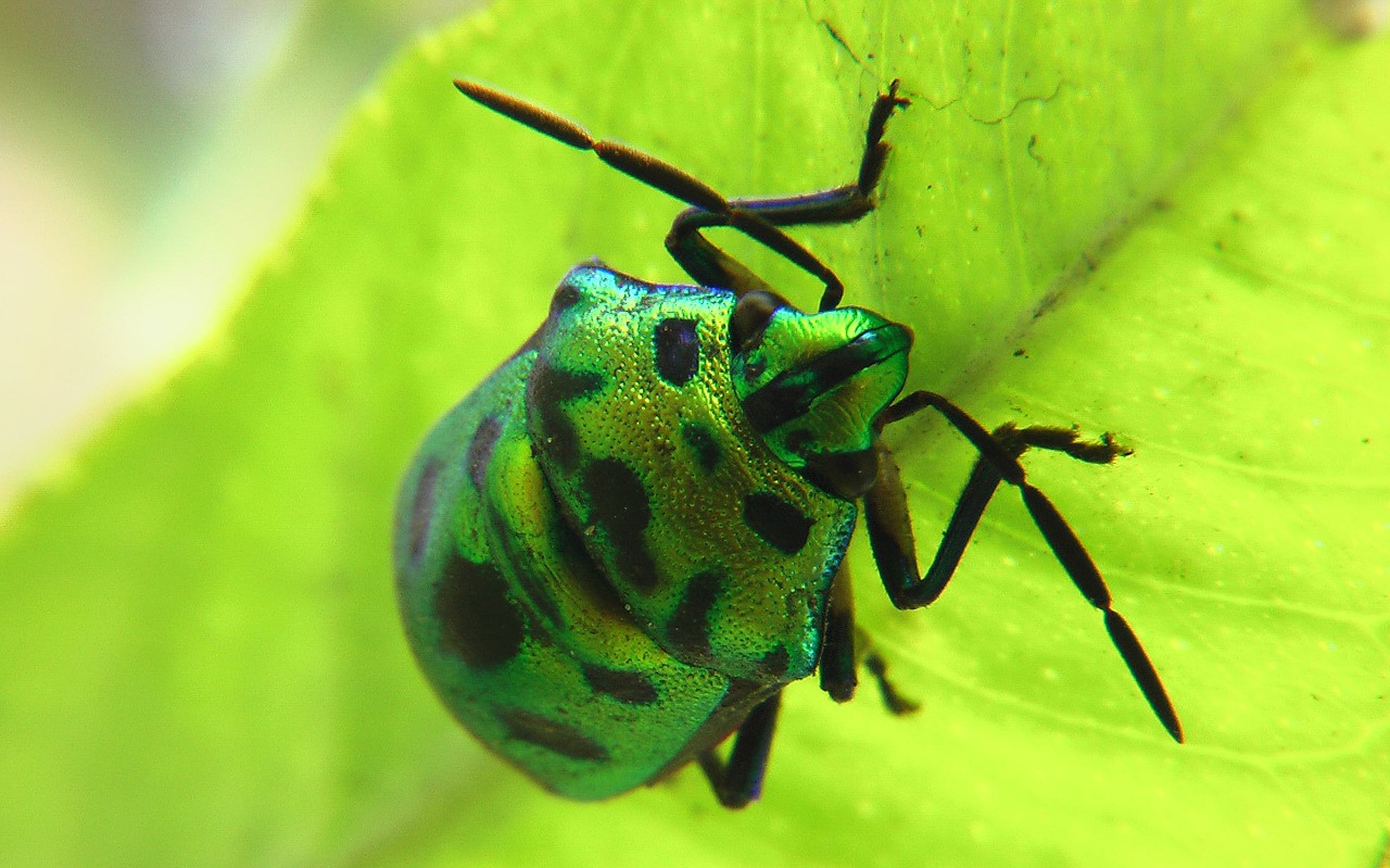 beetle green insect free photo