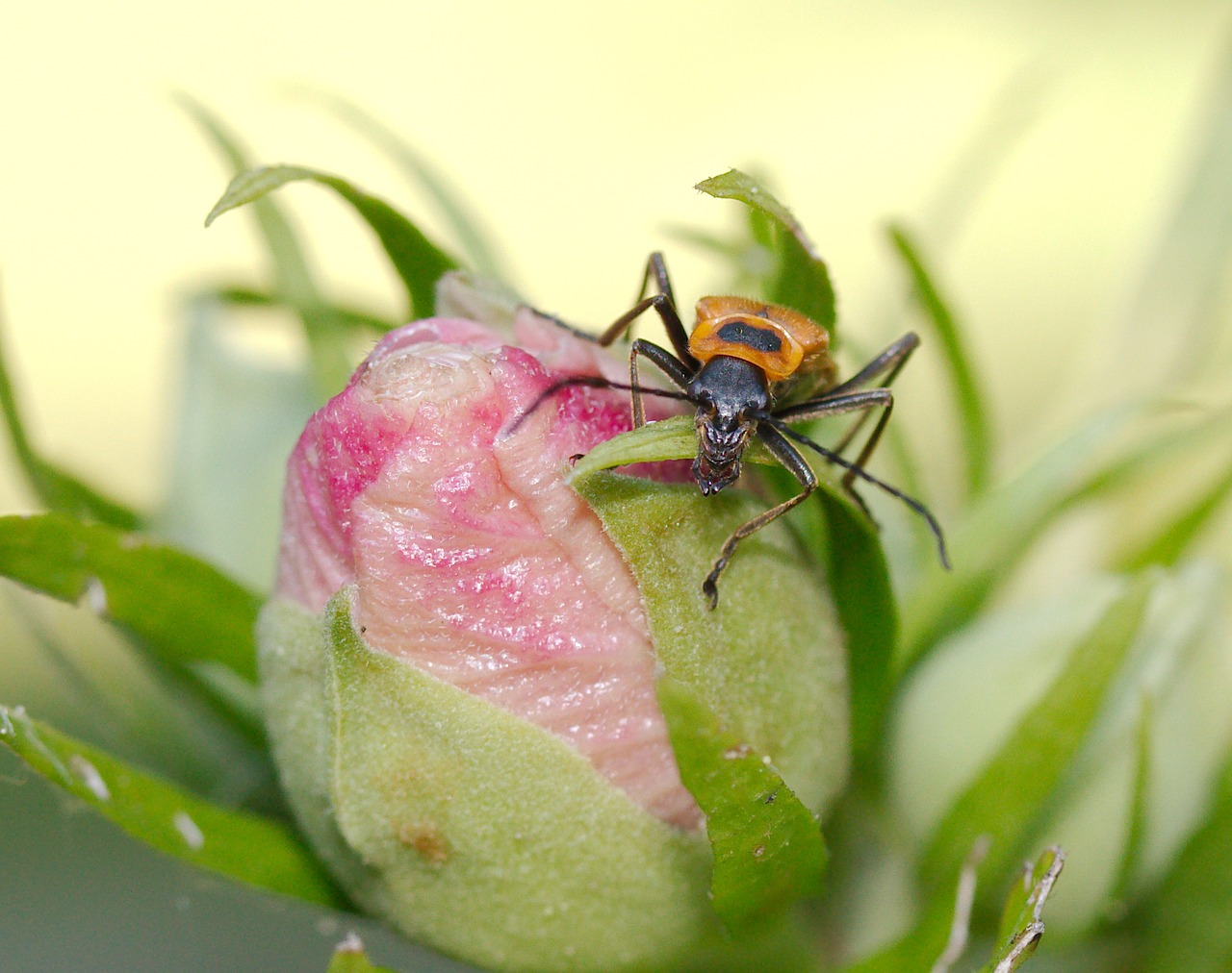 beetle goldenrod soldier free photo