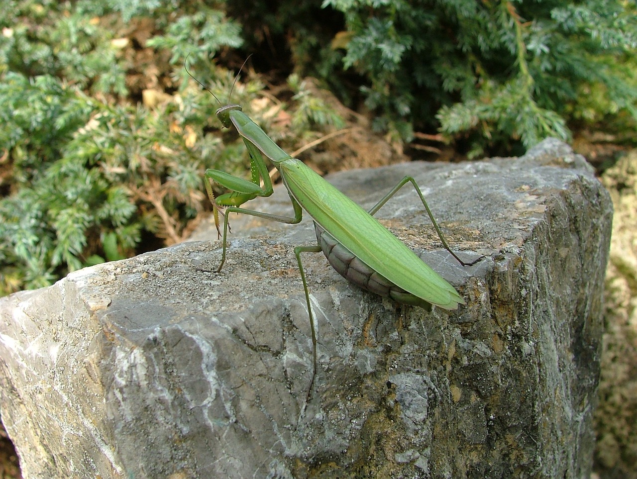 beetle mantis insect free photo