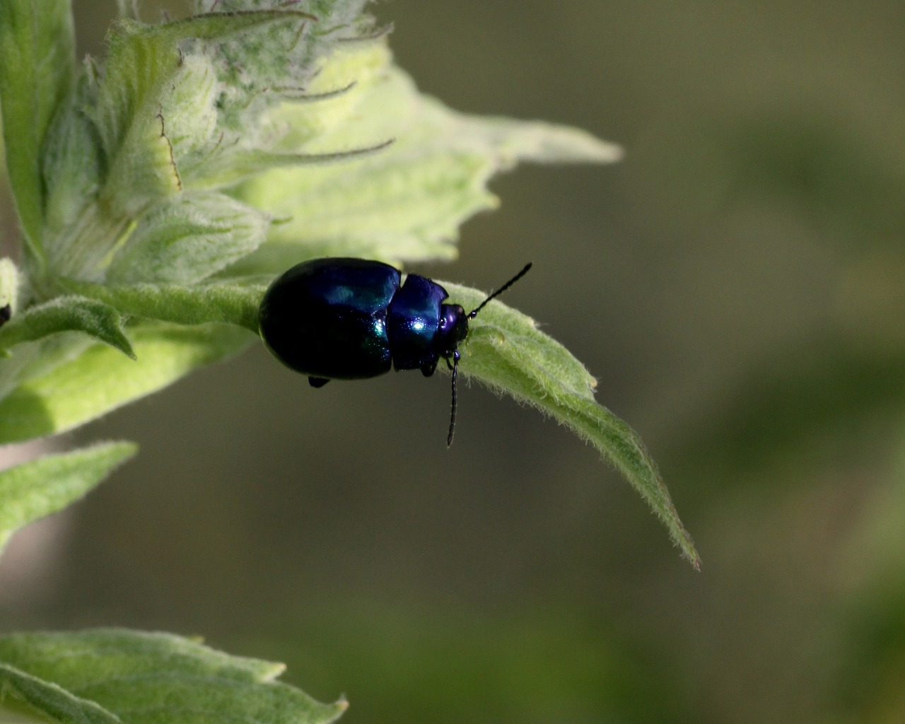 beetle close up bug free photo