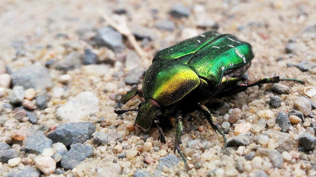 beetle insect green free photo