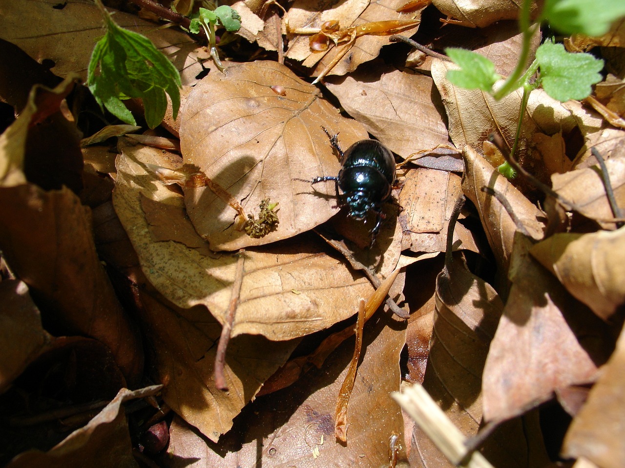 beetle forest insect free photo