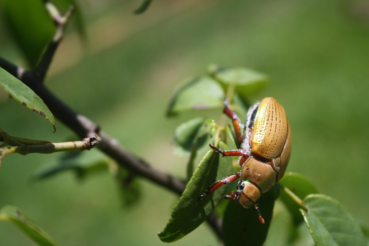 beetle wildlife bug free photo