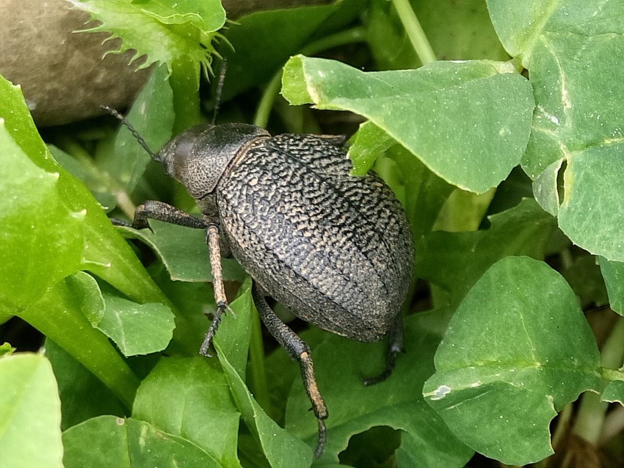 beetle insect macro free photo