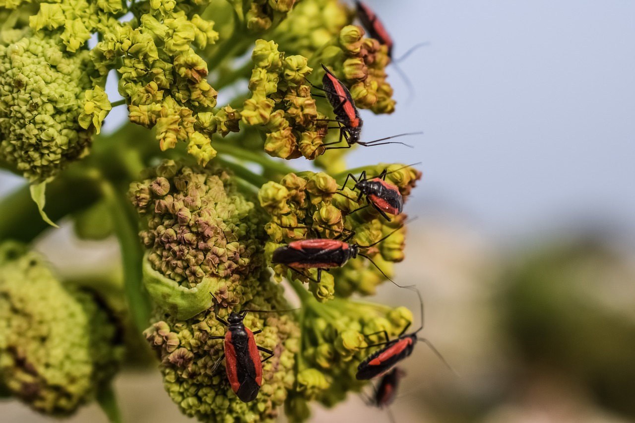 beetle insect flower free photo