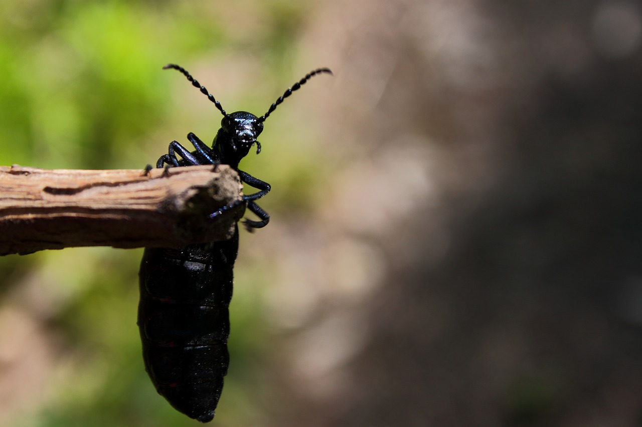 beetle forest beetle insect free photo