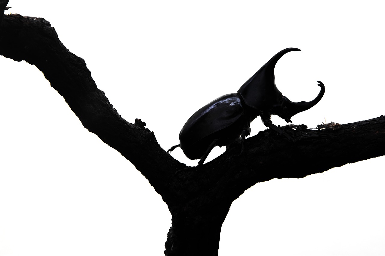 beetle background rhinoceros free photo