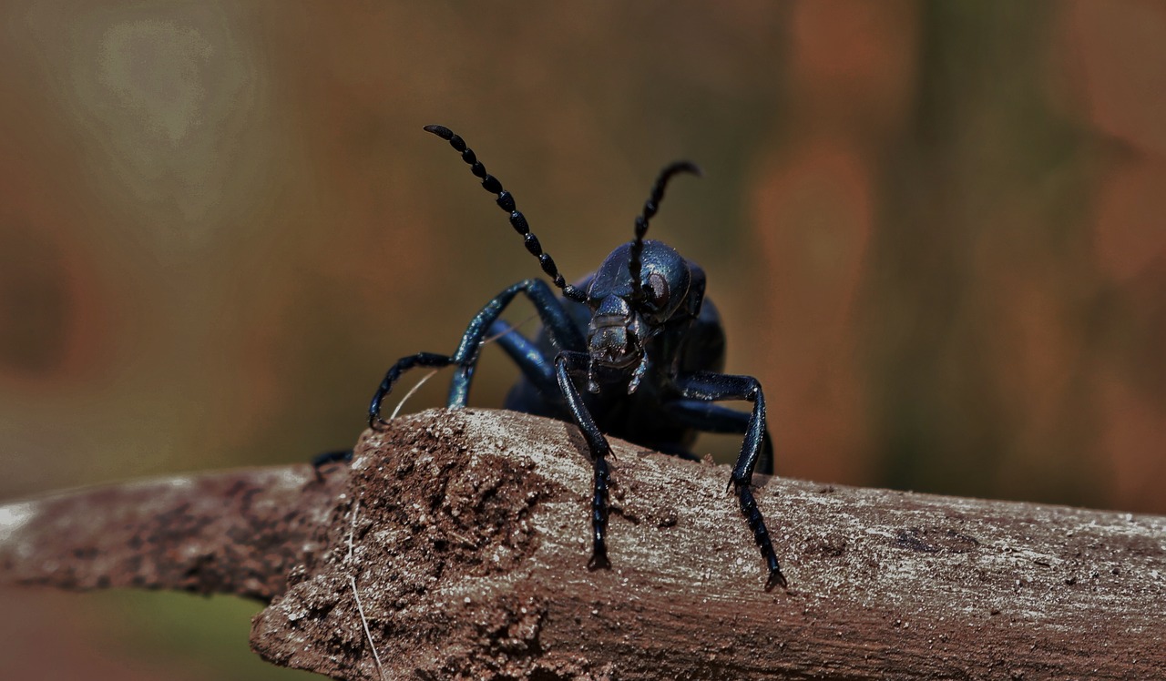 beetle insect bug free photo