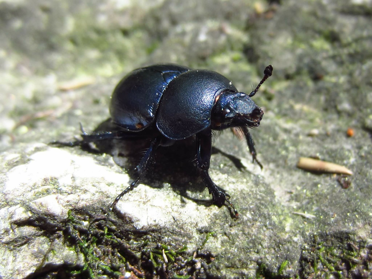 beetle insect black free photo