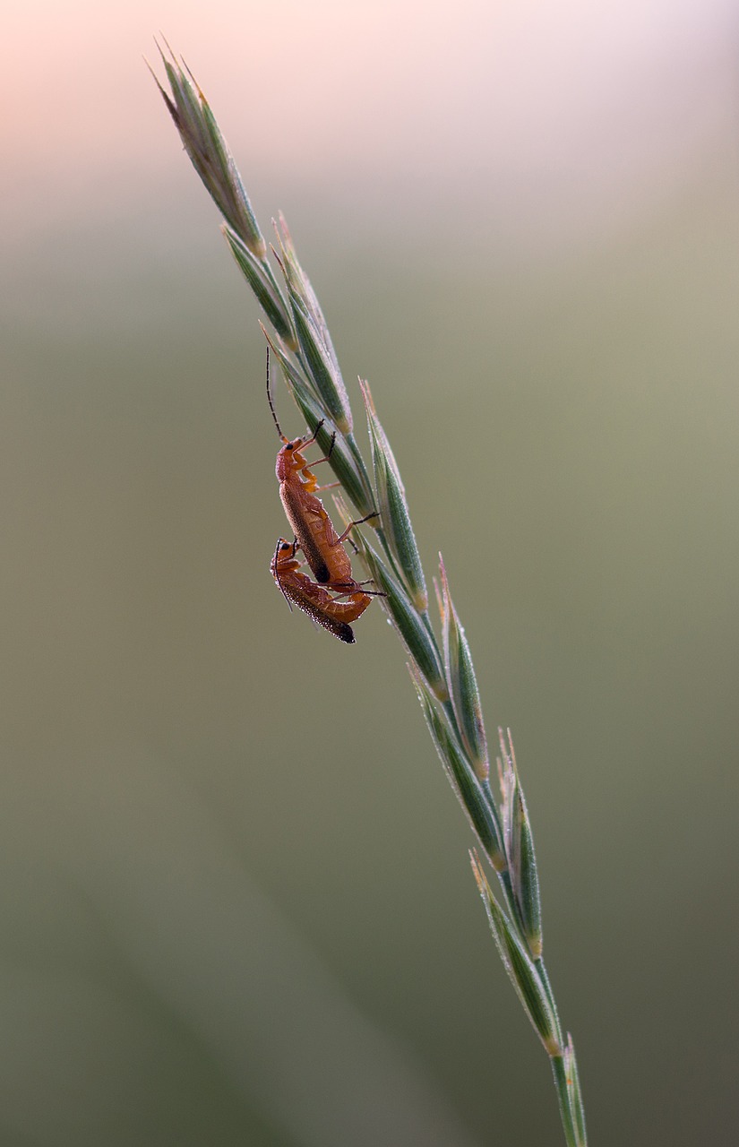 beetle blade of grass soldier beetle free photo