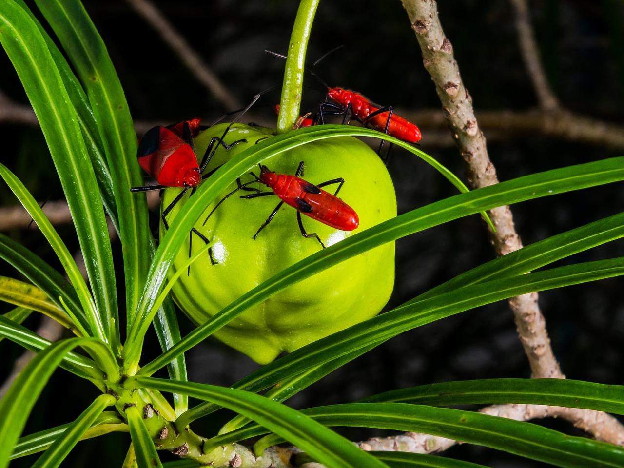 beetle red crawl free photo