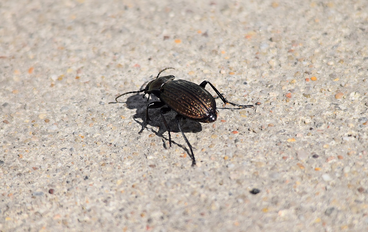 beetle closeup insect free photo