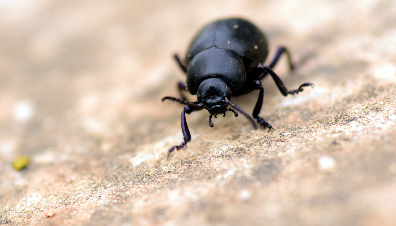 beetle black insect free photo
