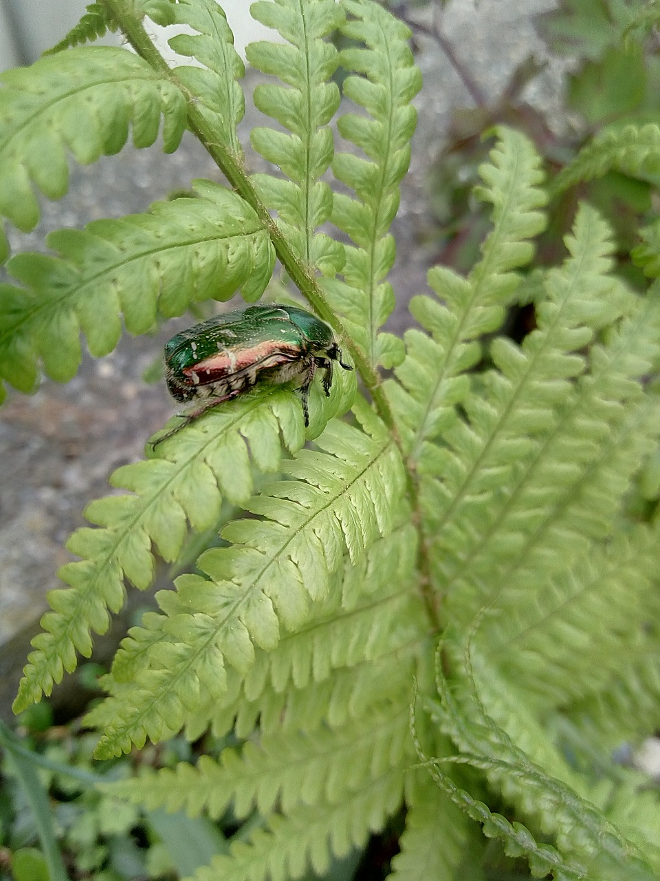 beetle bug fern free photo