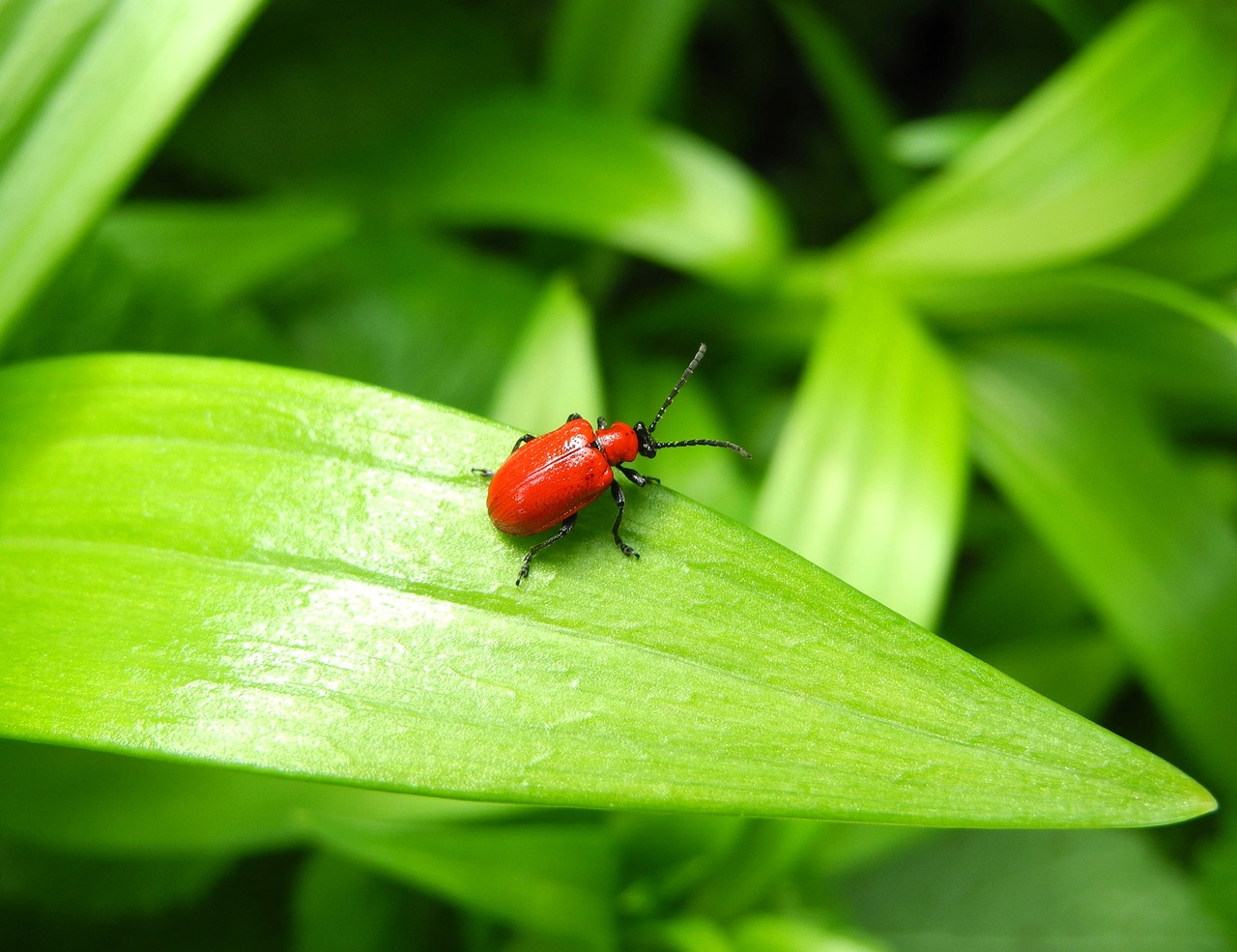 beetle lily beetle red bug free photo