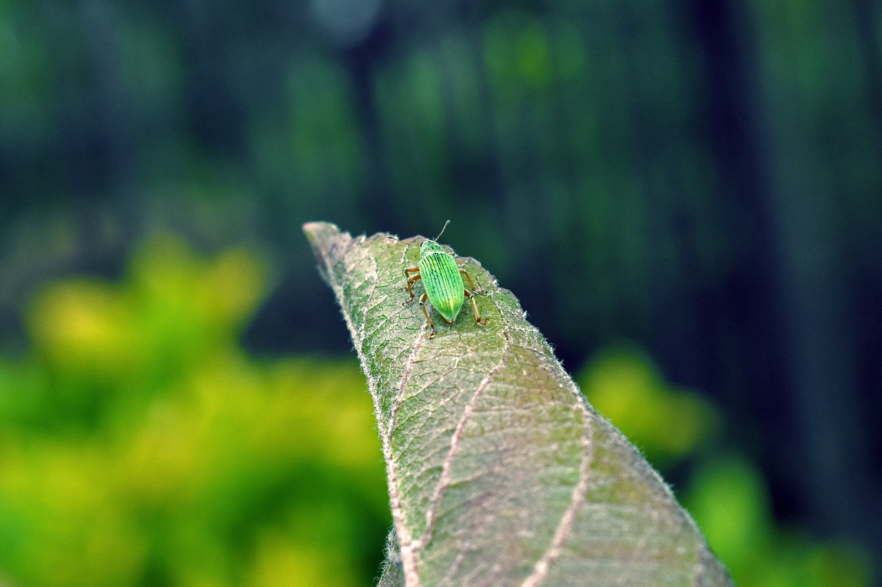 beetle green nature free photo