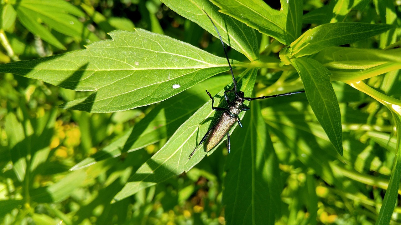 beetle gold beautifull free photo