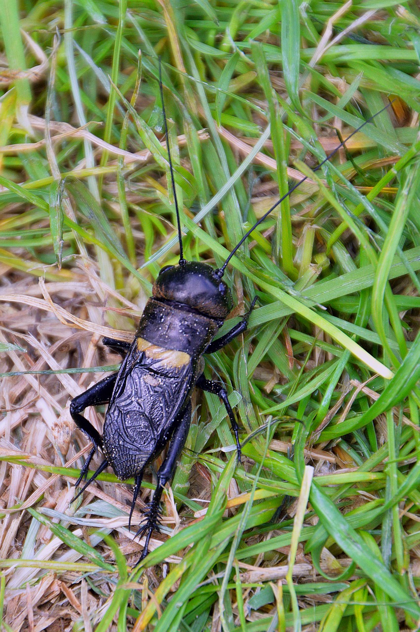 beetle cicada nature free photo